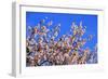 Blossoming Almond Tree, Prunus Dulcis, Is Blossoming, Rhinland Palatinate, Gimmeldingen-Ronald Wittek-Framed Photographic Print