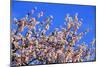 Blossoming Almond Tree, Prunus Dulcis, Is Blossoming, Rhinland Palatinate, Gimmeldingen-Ronald Wittek-Mounted Photographic Print