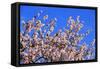 Blossoming Almond Tree, Prunus Dulcis, Is Blossoming, Rhinland Palatinate, Gimmeldingen-Ronald Wittek-Framed Stretched Canvas