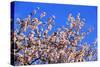 Blossoming Almond Tree, Prunus Dulcis, Is Blossoming, Rhinland Palatinate, Gimmeldingen-Ronald Wittek-Stretched Canvas