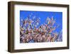 Blossoming Almond Tree, Prunus Dulcis, Is Blossoming, Rhinland Palatinate, Gimmeldingen-Ronald Wittek-Framed Photographic Print