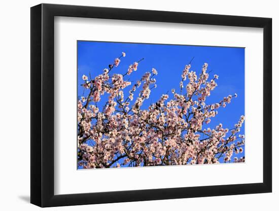 Blossoming Almond Tree, Prunus Dulcis, Is Blossoming, Rhinland Palatinate, Gimmeldingen-Ronald Wittek-Framed Photographic Print