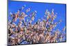 Blossoming Almond Tree, Prunus Dulcis, Is Blossoming, Rhinland Palatinate, Gimmeldingen-Ronald Wittek-Mounted Photographic Print