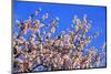 Blossoming Almond Tree, Prunus Dulcis, Is Blossoming, Rhinland Palatinate, Gimmeldingen-Ronald Wittek-Mounted Premium Photographic Print
