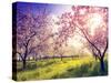 Blossoming Apple Orchard in Spring and Blue Sky. Retro Filtered. Instagram Effect. Ukraine, Europe.-Leonid Tit-Stretched Canvas