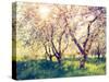 Blossoming Apple Orchard in Spring. Retro Filtered. Instagram Effect. Ukraine, Europe. Beauty World-Leonid Tit-Stretched Canvas