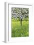Blossoming Apple Tree, Baden Wurttemberg, Germany, Europe-Markus Lange-Framed Photographic Print
