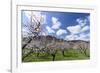 Blossoming Apricot Trees and the Castle Ruin Hinterhaus, Austria-Volker Preusser-Framed Photographic Print