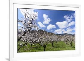 Blossoming Apricot Trees and the Castle Ruin Hinterhaus, Austria-Volker Preusser-Framed Photographic Print