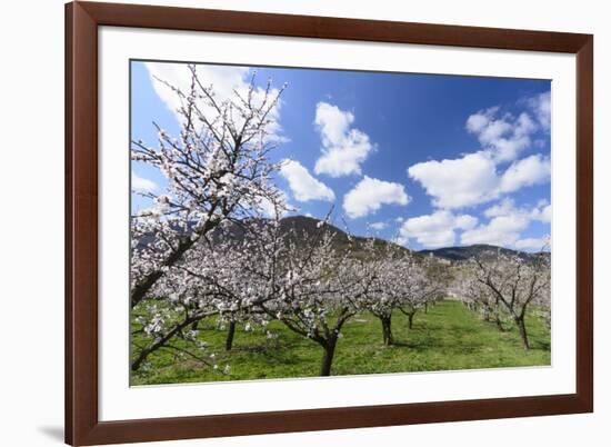 Blossoming Apricot Trees and the Castle Ruin Hinterhaus, Austria-Volker Preusser-Framed Photographic Print