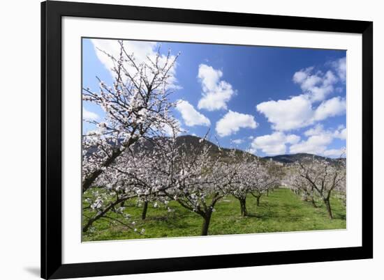 Blossoming Apricot Trees and the Castle Ruin Hinterhaus, Austria-Volker Preusser-Framed Photographic Print