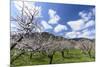 Blossoming Apricot Trees and the Castle Ruin Hinterhaus, Austria-Volker Preusser-Mounted Photographic Print