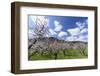 Blossoming Apricot Trees and the Castle Ruin Hinterhaus, Austria-Volker Preusser-Framed Photographic Print