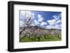 Blossoming Apricot Trees and the Castle Ruin Hinterhaus, Austria-Volker Preusser-Framed Photographic Print