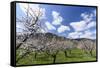 Blossoming Apricot Trees and the Castle Ruin Hinterhaus, Austria-Volker Preusser-Framed Stretched Canvas