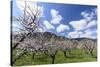 Blossoming Apricot Trees and the Castle Ruin Hinterhaus, Austria-Volker Preusser-Stretched Canvas