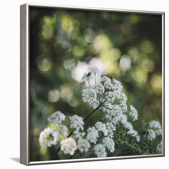 Blossoming ashweed in the sunlight.-Nadja Jacke-Framed Photographic Print