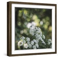 Blossoming ashweed in the sunlight.-Nadja Jacke-Framed Photographic Print