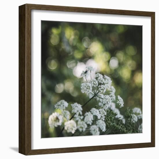 Blossoming ashweed in the sunlight.-Nadja Jacke-Framed Photographic Print