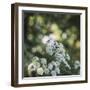 Blossoming ashweed in the sunlight.-Nadja Jacke-Framed Photographic Print