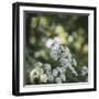 Blossoming ashweed in the sunlight.-Nadja Jacke-Framed Photographic Print