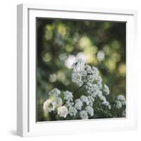 Blossoming ashweed in the sunlight.-Nadja Jacke-Framed Photographic Print