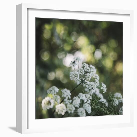 Blossoming ashweed in the sunlight.-Nadja Jacke-Framed Photographic Print