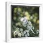 Blossoming ashweed in the sunlight.-Nadja Jacke-Framed Photographic Print