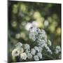 Blossoming ashweed in the sunlight.-Nadja Jacke-Mounted Photographic Print