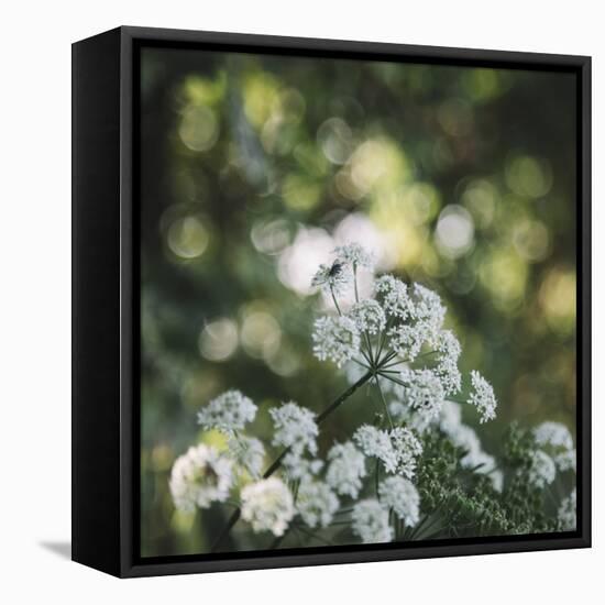 Blossoming ashweed in the sunlight.-Nadja Jacke-Framed Stretched Canvas