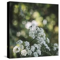 Blossoming ashweed in the sunlight.-Nadja Jacke-Stretched Canvas