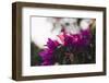 blossoming bougainvillea on the Balearic island Formentera-Nadja Jacke-Framed Photographic Print