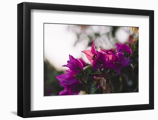 blossoming bougainvillea on the Balearic island Formentera-Nadja Jacke-Framed Photographic Print