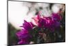 blossoming bougainvillea on the Balearic island Formentera-Nadja Jacke-Mounted Photographic Print