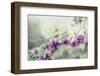 blossoming bougainvillea on the Balearic island Formentera-Nadja Jacke-Framed Photographic Print