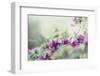 blossoming bougainvillea on the Balearic island Formentera-Nadja Jacke-Framed Photographic Print