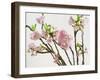 Blossoming Cherry Branches-C. Nidhoff-Lang-Framed Photographic Print