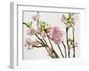 Blossoming Cherry Branches-C. Nidhoff-Lang-Framed Photographic Print