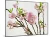 Blossoming Cherry Branches-C. Nidhoff-Lang-Mounted Photographic Print