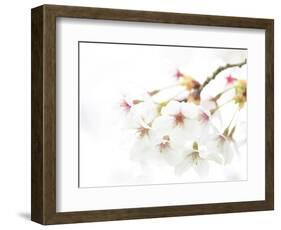 Blossoming Cherry Fork, High Key-Marco Isler-Framed Photographic Print