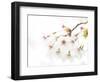 Blossoming Cherry Fork, High Key-Marco Isler-Framed Photographic Print