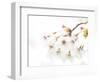 Blossoming Cherry Fork, High Key-Marco Isler-Framed Photographic Print