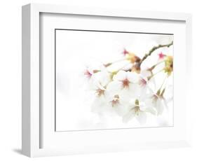 Blossoming Cherry Fork, High Key-Marco Isler-Framed Photographic Print