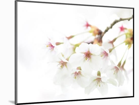 Blossoming Cherry Fork, High Key-Marco Isler-Mounted Photographic Print