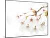 Blossoming Cherry Fork, High Key-Marco Isler-Mounted Photographic Print