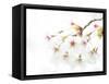 Blossoming Cherry Fork, High Key-Marco Isler-Framed Stretched Canvas