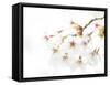 Blossoming Cherry Fork, High Key-Marco Isler-Framed Stretched Canvas