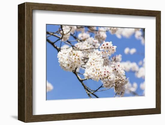 Blossoming Cherry Tree, Detail of a Blossoming Branch with Blue Sky, Fujiyoshida-P. Kaczynski-Framed Photographic Print