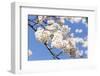 Blossoming Cherry Tree, Detail of a Blossoming Branch with Blue Sky, Fujiyoshida-P. Kaczynski-Framed Photographic Print