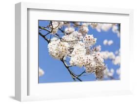 Blossoming Cherry Tree, Detail of a Blossoming Branch with Blue Sky, Fujiyoshida-P. Kaczynski-Framed Photographic Print